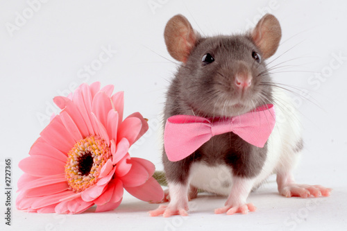 rat near a flower