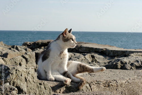 the cat