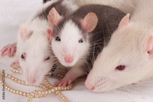 rats