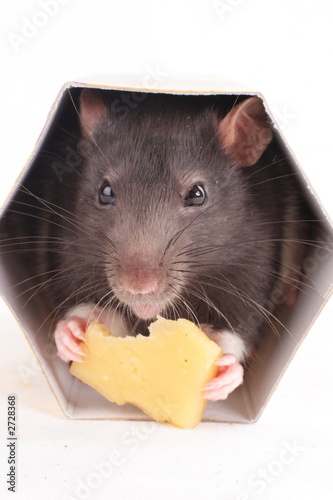 the rat in the burrow