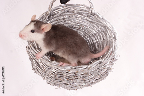 the rat in the basket