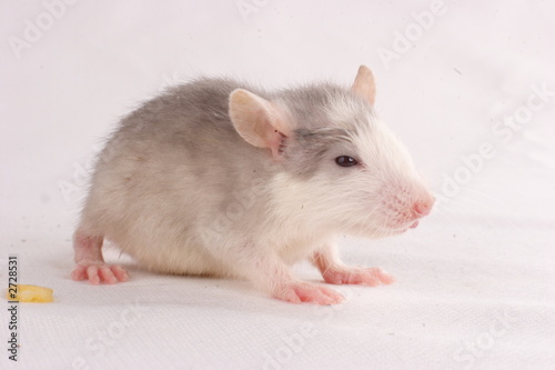 small rat