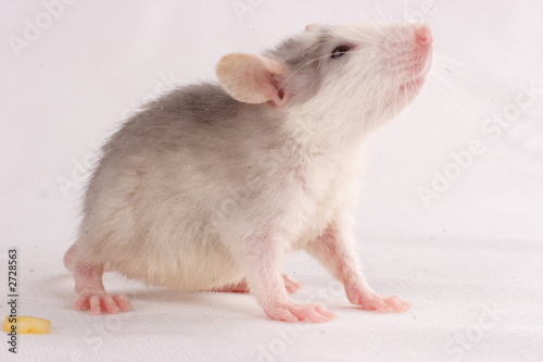 small rat