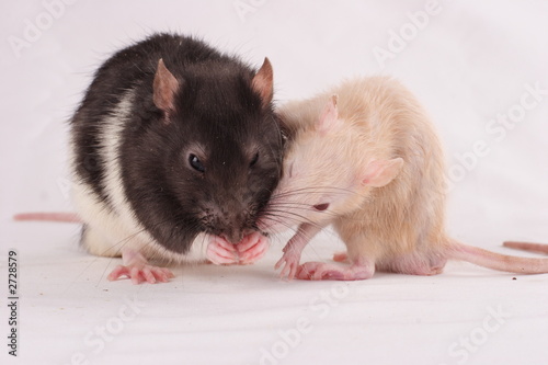 rats