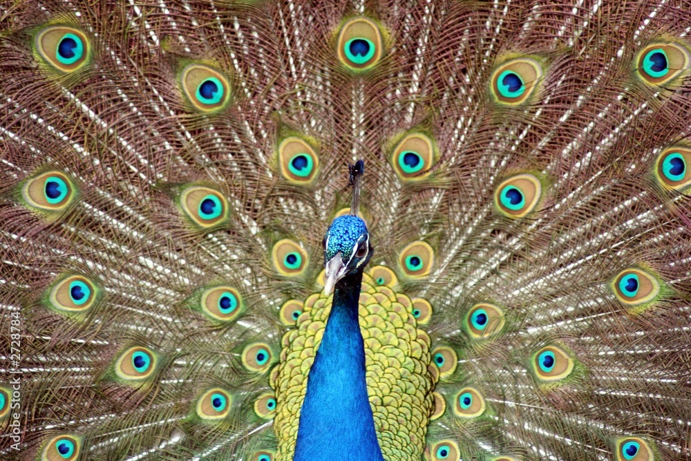 Obraz premium pavo real