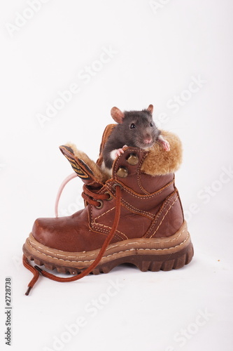 the rat in the boot