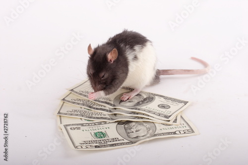 rat