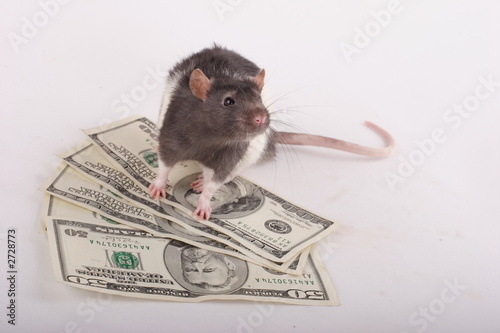 money rat