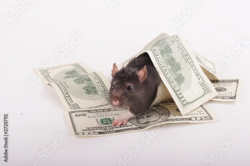 money rat