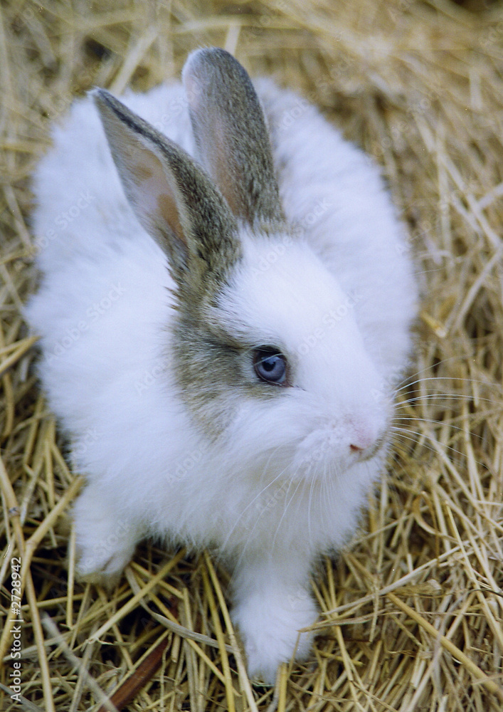 Fototapeta premium little rabbit