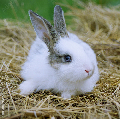 little rabbit