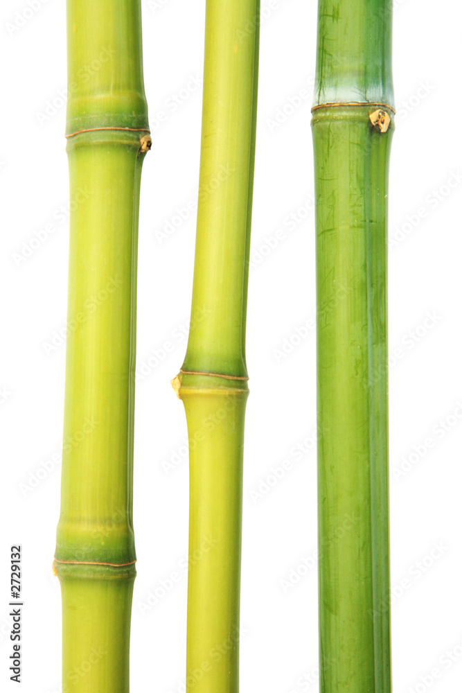 Fototapeta premium bamboo