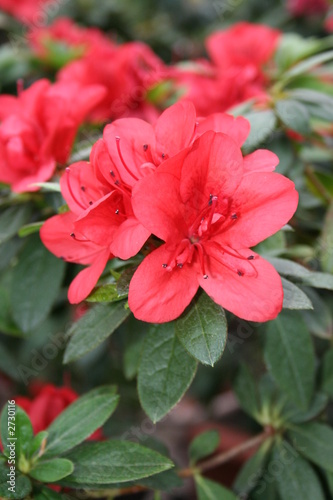 azalea rhododendron