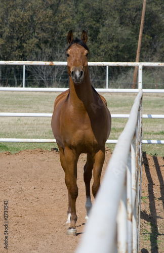 alert arabian horse