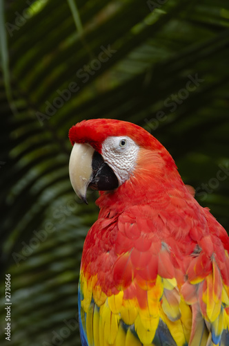 a macaw