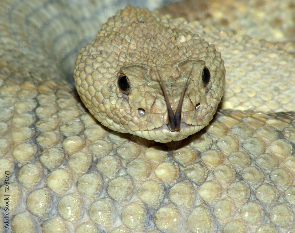 Fototapeta premium aruba island rattlesnake.
