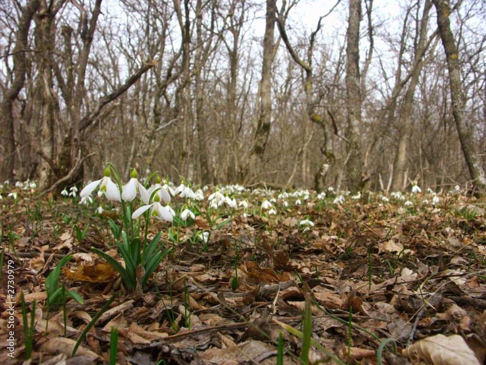 Obraz premium snowdrops-3
