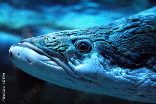 predacious fish