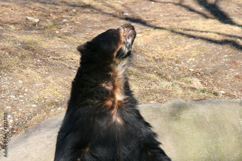 black bear