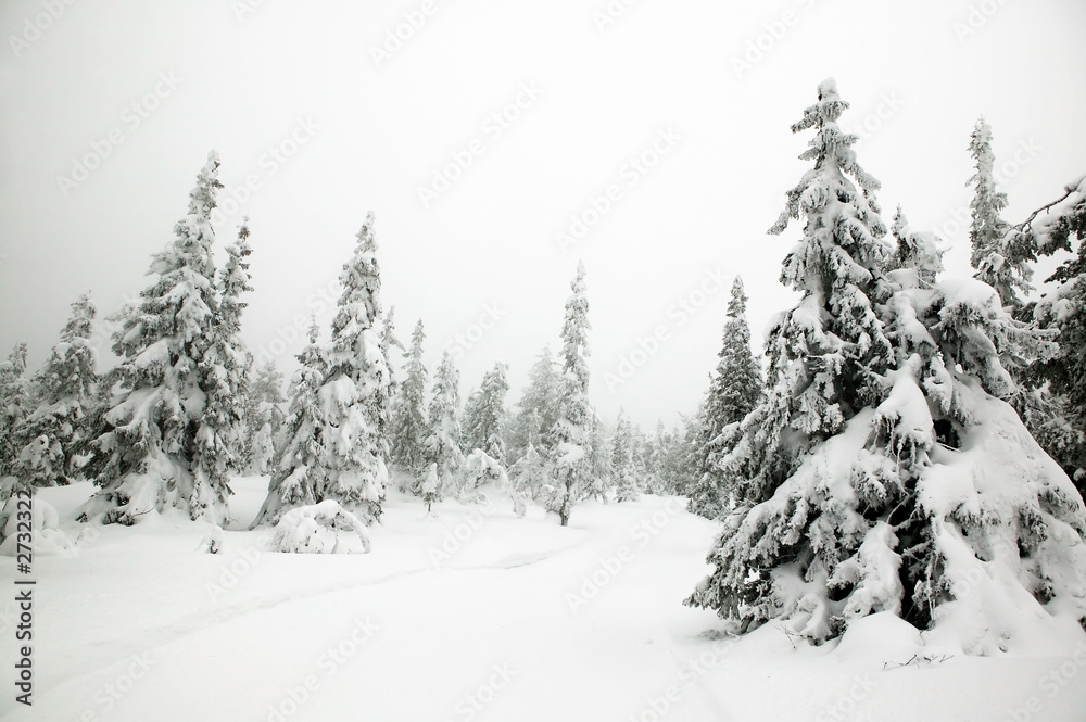 Fototapeta premium winter landscape