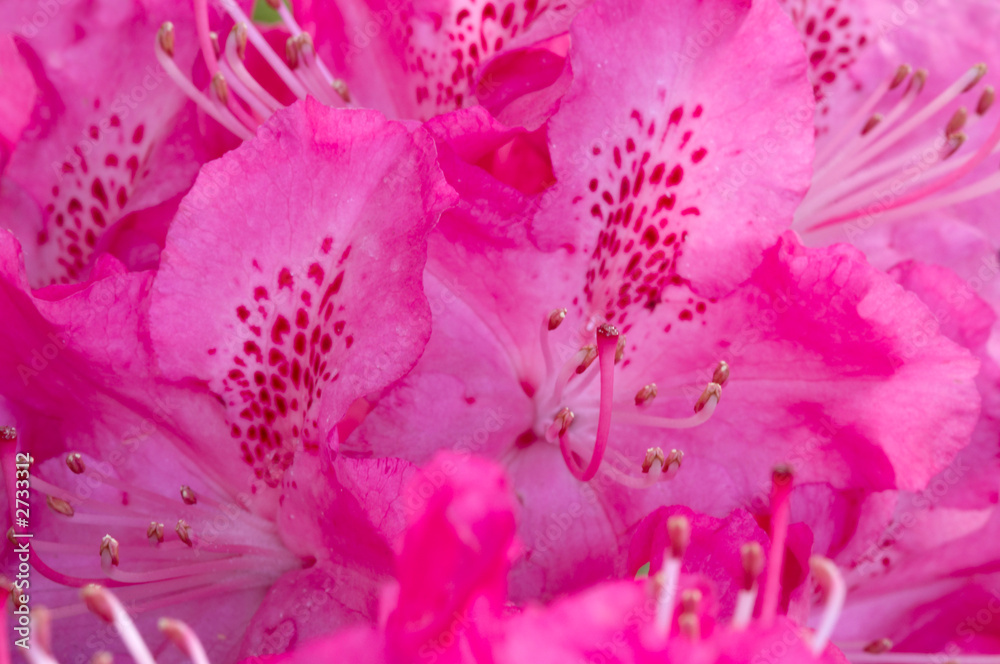 pink flower macro