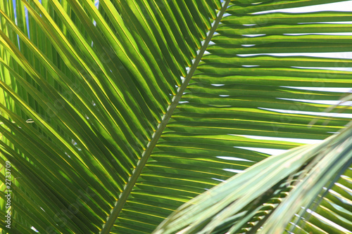 glowing palm branch