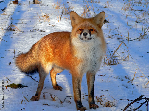 red fox 31 photo