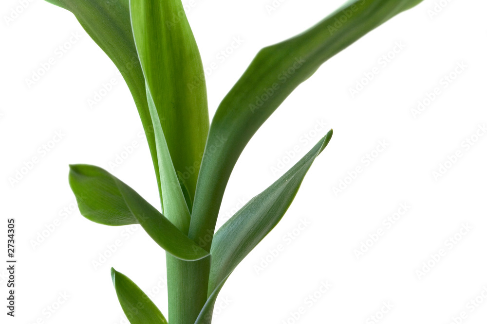 bamboo