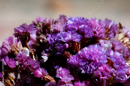 colorful flower