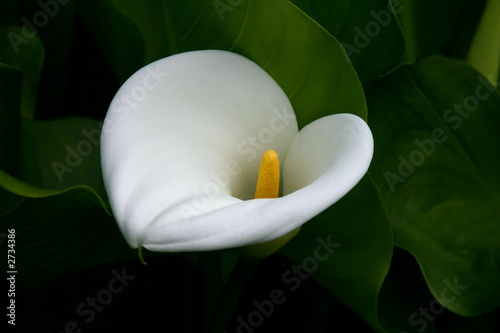 white calla lily, top view, dark green foliage background photo