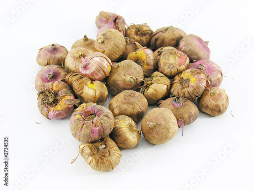 bulbes / oignons de glaieuls photo