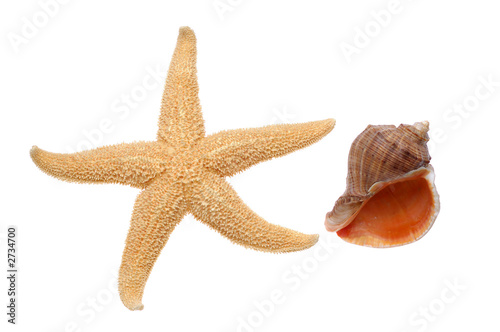 seashell and starfish