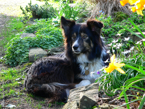 dog in the flowers photo