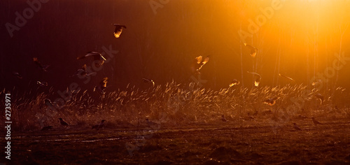 ravens on the sunset