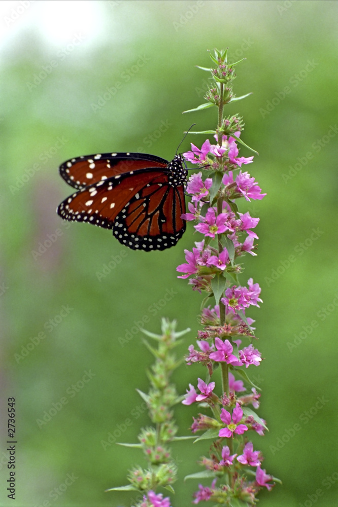 butterfly climbing flower