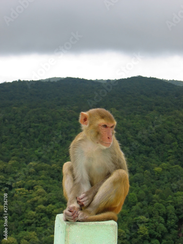 monkey sitted on a rock in front a a tropical jungle, mont popa, © Thomas Pozzo di Borgo