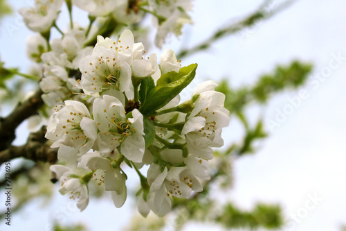 blossoming branch of plum
