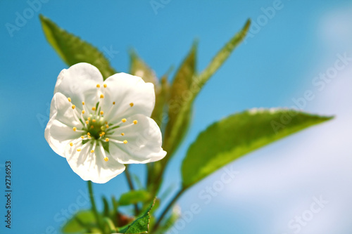 blossoming branch of a cherry