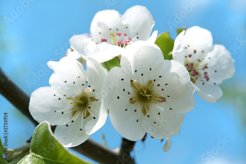 blossoming branch of a pear