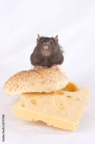 the rat on the cheese sandwich