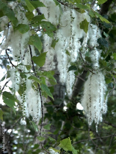 cottonnwood