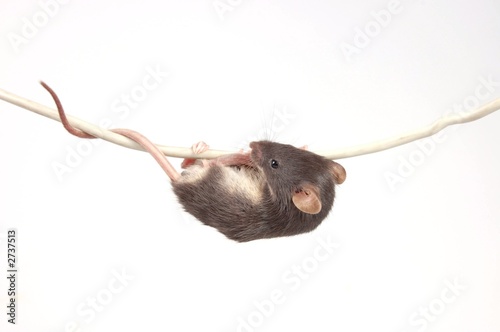 mouse on the cable