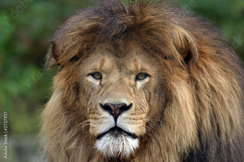 lion face © Tony Northrup