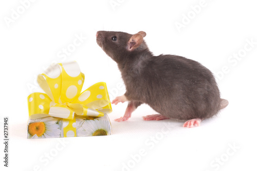 the rat near of the fancy box