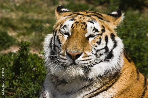 tigre descansando