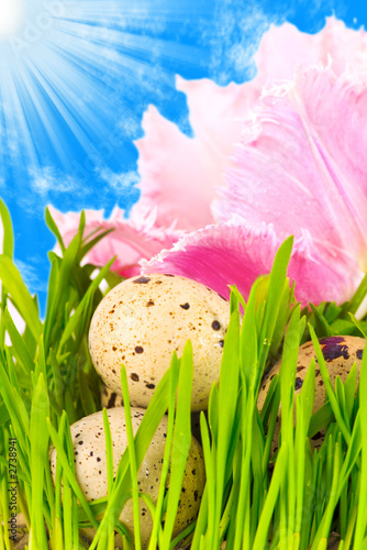 easter eggs in flower of pink tulip under a bright