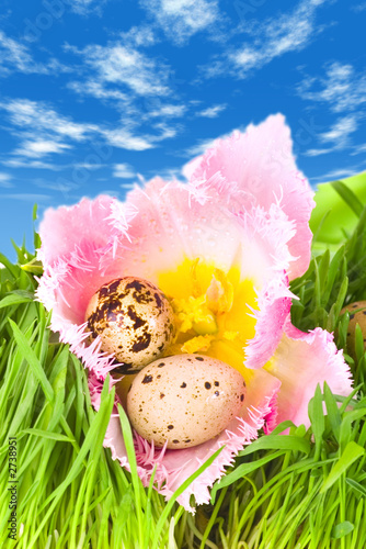 easter eggs in flower of pink tulip under a blue s