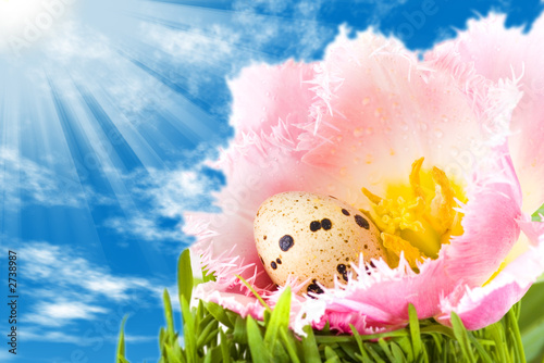 easter eggs in flower of pink tulip under a bright