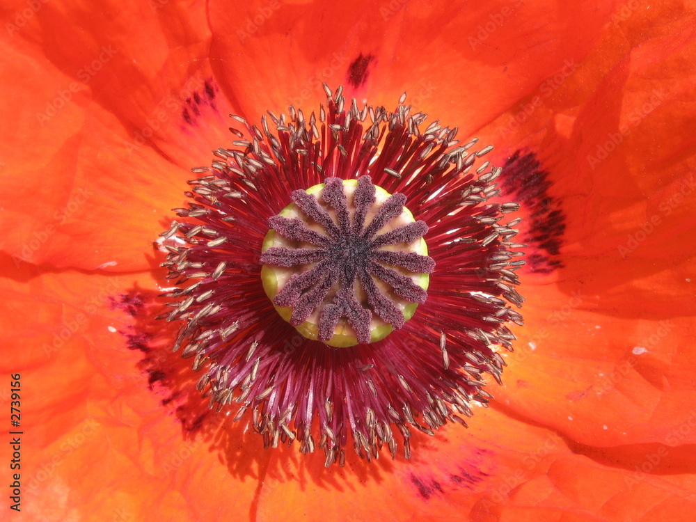 poppy