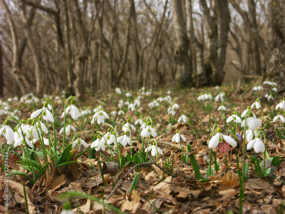 Obraz premium snowdrops-7